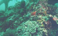 TJi(61)